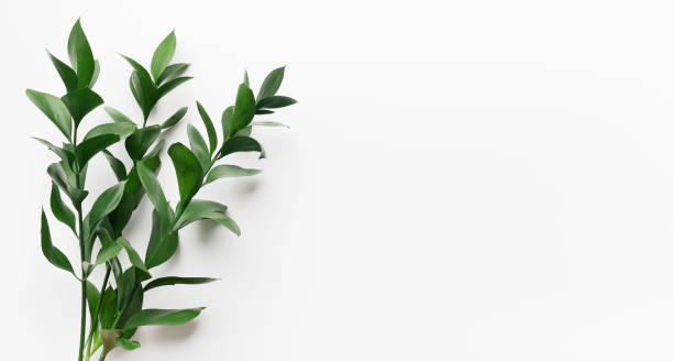 istock Green living plant branch on white background 1210547031