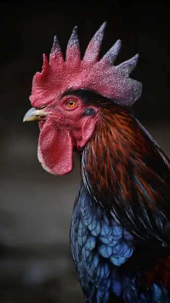 Image of a rooster with black background captured at Sundarvan Zoo, Ahmedabad.