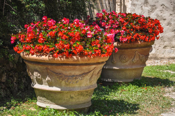 istock Clay pot with blooming flower 1210549578