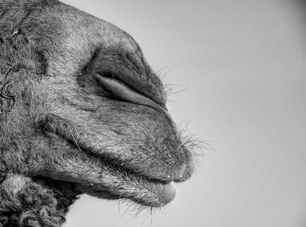 istock close-up portrait of a camel 1210549762