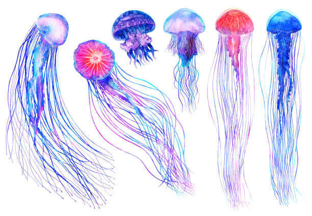 istock Watercolor jellyfish set in modern bright colors isolated on white background underwater vivid illustration in large size Design element in magic style, purple blue violet glow pink fluid colorful 1210551578