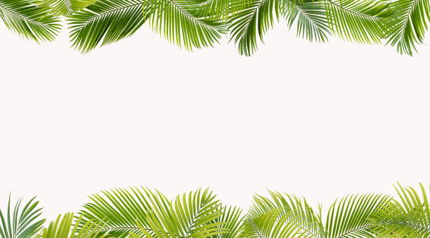 istock green leaves for background and wallpaper 1210551654