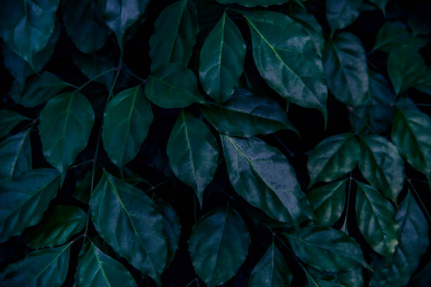 istock green leaves for background and wallpaper 1210551661
