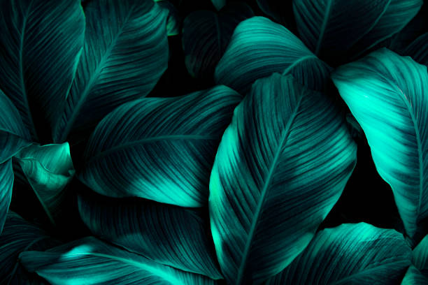 istock green leaves for background and wallpaper 1210551682