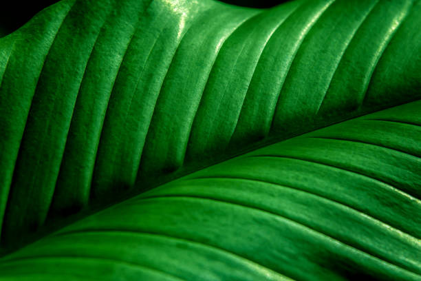 istock green leaves for background and wallpaper 1210551776