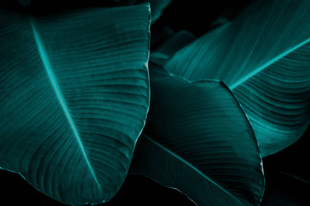 istock green leaves for background and wallpaper 1210552638