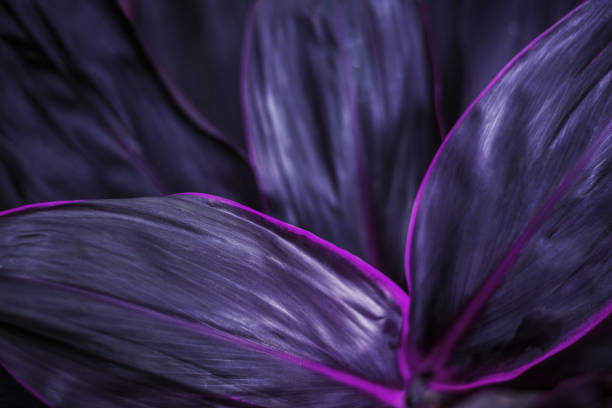 The concept of betel leaves with purple leaves, abstract, tropical leaves, natural background