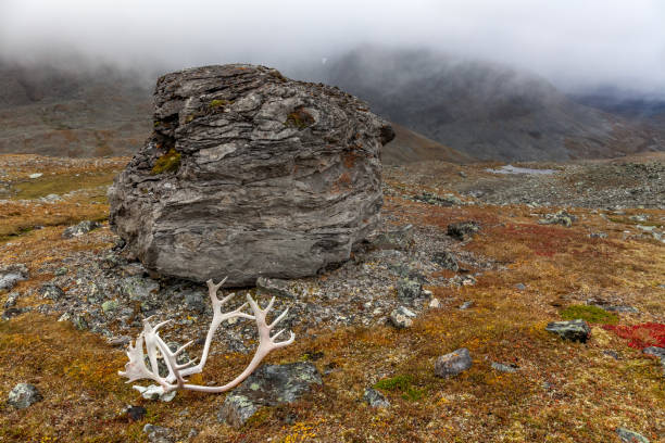istock Reindeer horns on autumn grass high in the mountains. 1210552693