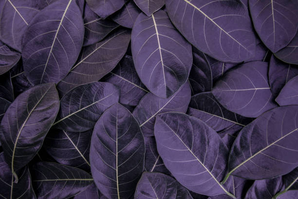 istock green leaves for background and wallpaper 1210552760