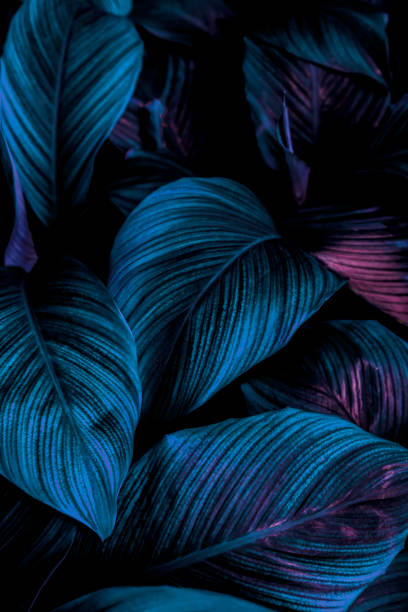 istock green leaves for background and wallpaper 1210552770