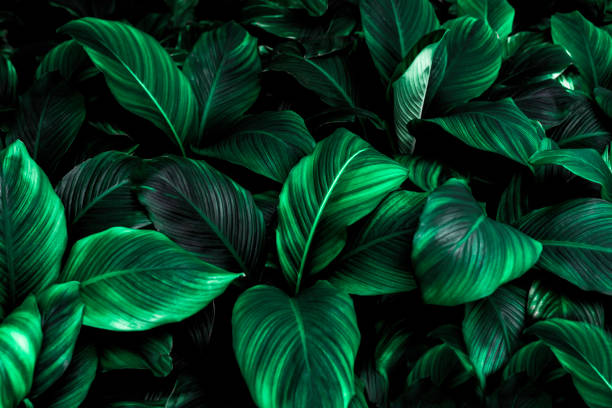 istock green leaves for background and wallpaper 1210553281