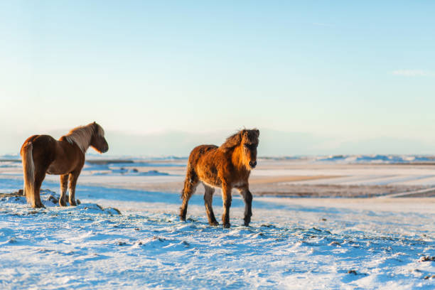 caballo islandés camina en la nieve en invierno. paisaje invernal islandés - horse iceland winter snow fotografías e imágenes de stock