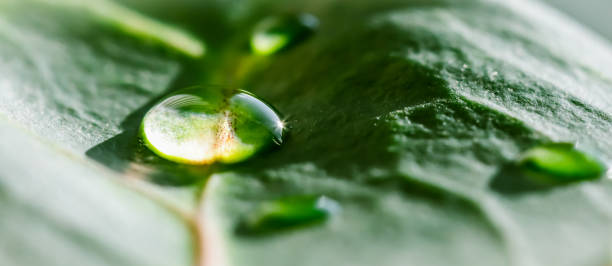 istock Abstract green background. Macro Croton plant leaf with water drops. Natural background for brand design 1210555837