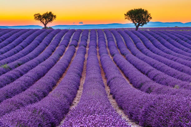 istock Provence, France. 1210556967