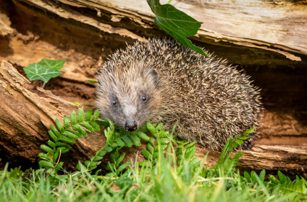 Hedgehog, wild, native, European hedgehog emerging from inside a fallen log after a long hibernation.  Facing forward with green ferns and ivy.