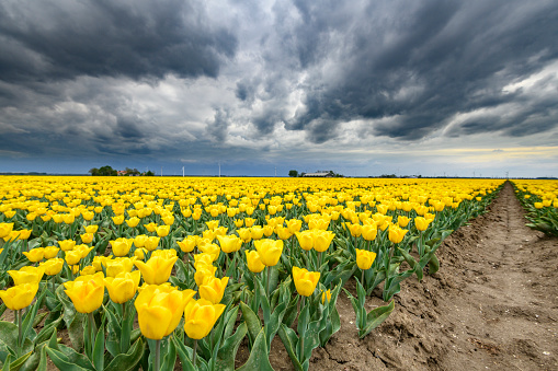 Blossoming yellow tulips in a field during a stormy spring afternoon with incoming thunderstorm clouds over the horizon.