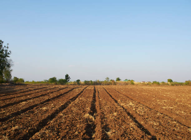 istock Plow the soil for planting corn on a farm with trees cut against the evening sky. 1210558523