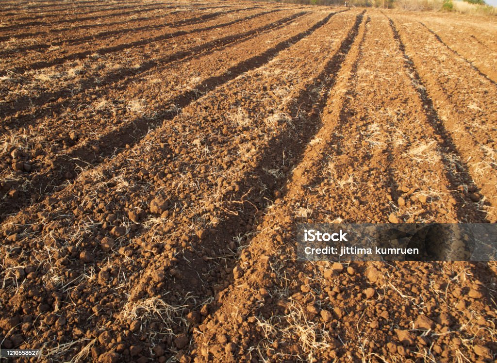 Agricultural Plots Prepare To Cultivate Corn Stock Photo - Download ...