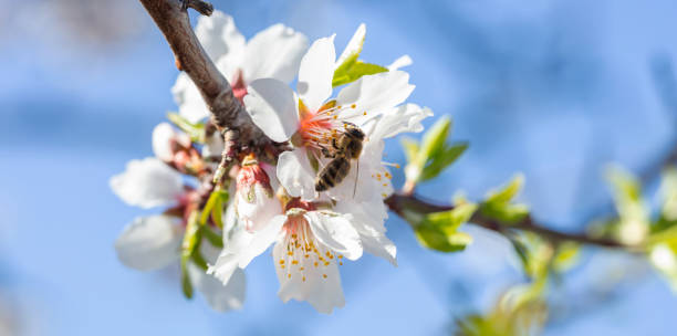 istock Honeybee pollenate almond tree blossoms, blue sky background 1210558970
