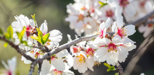 istock Spring blooming. White almond flowers closeup, blur background 1210559009