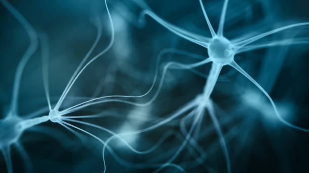 нейронная система - excitatory synapse стоковые фото и изображения