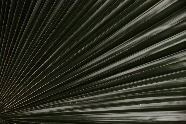 istock dark tropical palm leaves 1210560884