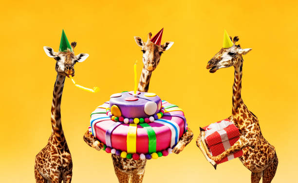 Group of three giraffes on birthday party with cake and present wear color caps blowing whistler