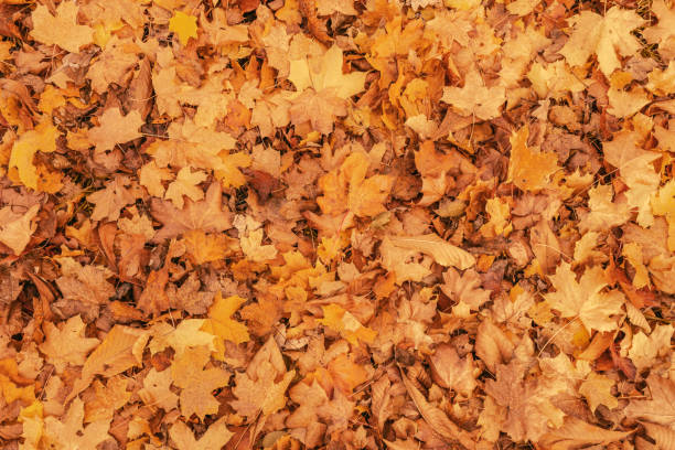 istock Autumn leaves covering the ground 1210561628