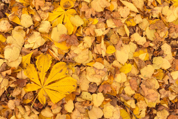 Yellow linden and chestnut leaves covering the ground in autumn.