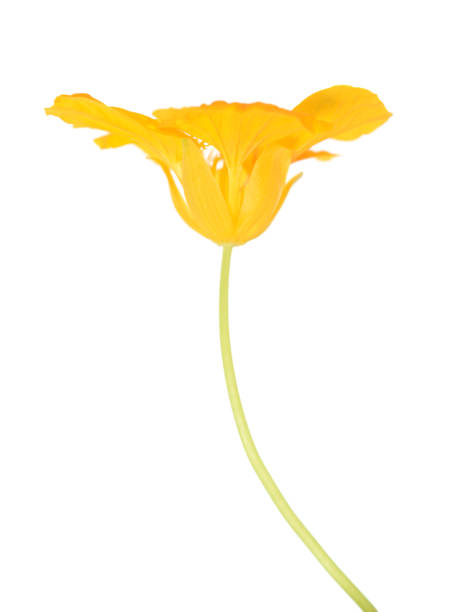 istock Beautiful nasturtium flower 1210562801