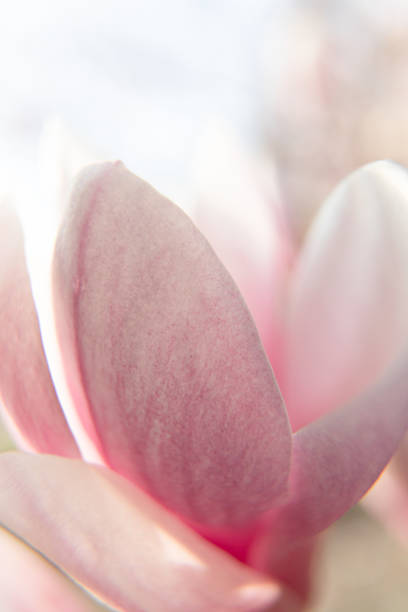 istock Magnolia flowers in spring time. 1210564092