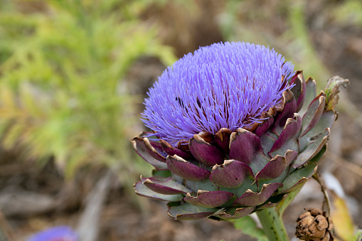 Very rare and short term flower of artichoke. This vibrant purple flower bloom in spring. Artichokes of Turkey's aegean area are very famous.