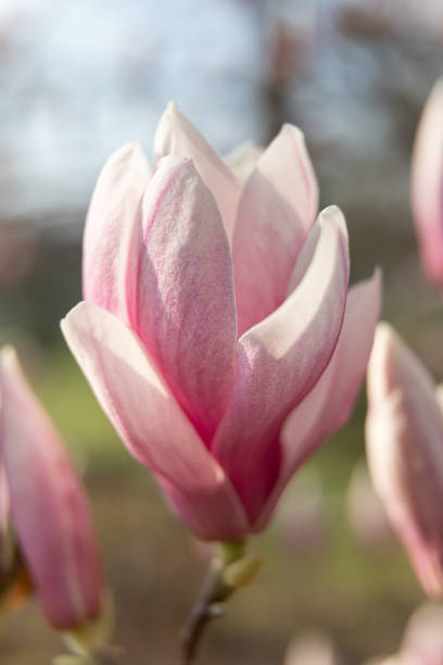 kwiaty magnolia wiosną. - plant white magnolia tulip tree zdjęcia i obrazy z banku zdjęć