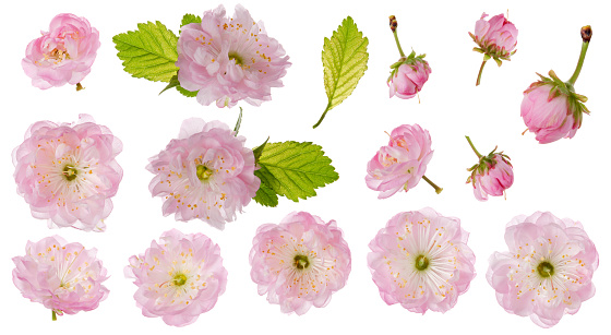 Almond pink spring flowers with leaves set isolated on white background