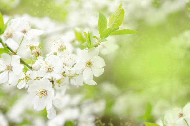 istock Spring nature background with cherry white flowers and green leaves 1210565934
