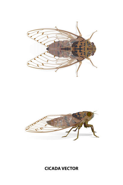 Cicada vector Cicada side and top vector on white background for graphic design,art work,education,science,agriculture. cicada stock illustrations