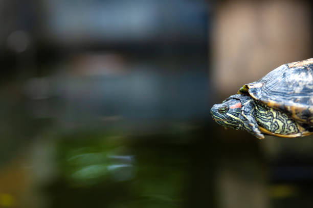 istock Red Eared Terrapin - Trachemys scripta elegans. Red eared slider turtle in the summer sunlight 1210566923