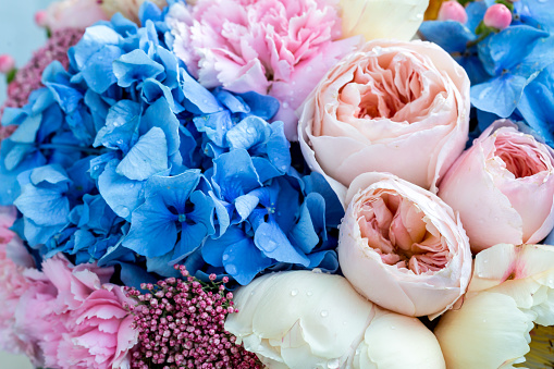 Selective focus. Bouquet of gentle peony flowers, blue hortensia flower and pink carnations with drops.