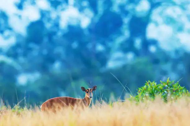 Photo of A fawn walking in the grassland in the morning mist.