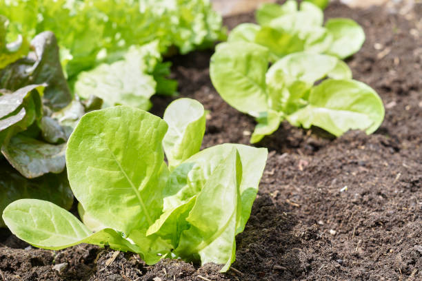 istock Raised-bed gardening with jung plants 1210568966