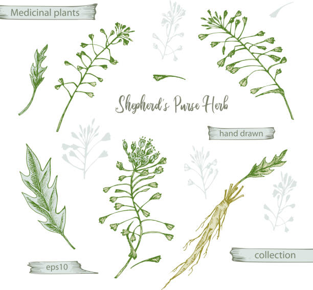 istock Set color hand drawn of Shepherds Purse root, lives and flowers isolated on white background. Retro vintage graphic design. Botanical sketch drawing, engraving style. 1210569088