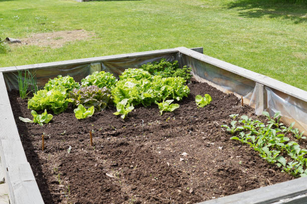 istock Raised-bed gardening with jung plants 1210569366