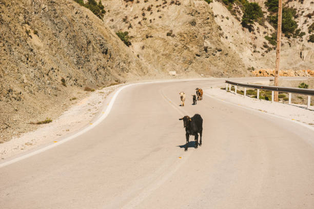 istock Group Of Goats Crossing The Road 1210570816