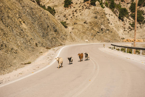 Group Of Goats Crossing The Road
