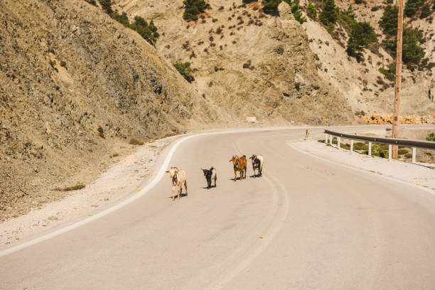 istock Group Of Goats Crossing The Road 1210571974