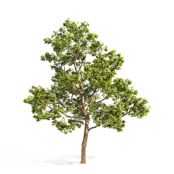 Realistic tree on a white background. 3d illustration Realistic tree on a white background. 3d illustration siamensis stock pictures, royalty-free photos & images