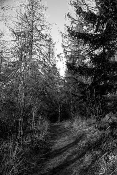 small forest path in winter in the nature reserve jungle Sababurg in Reinhardswald, black-and-white photo stock photo