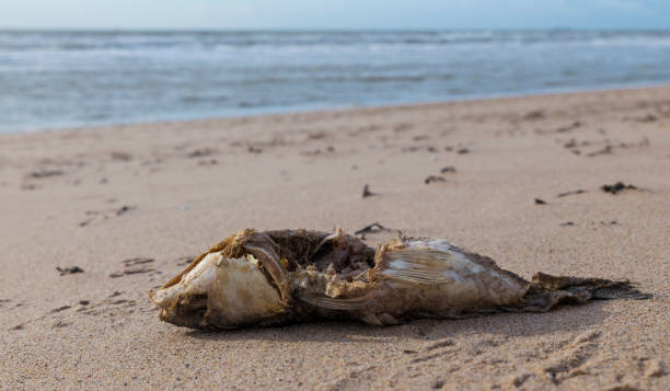 istock A complete fishy skeleton on the beach with little flesh left on the bones 1210574345