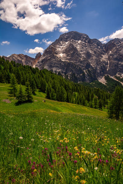 istock Blooming Alpine Meadow in springtime. At background majestic peak of mountain range. 1210575354