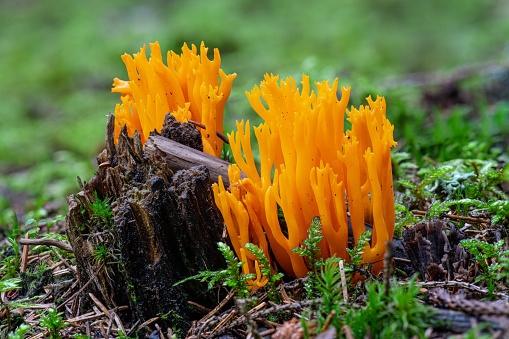 Close Up Of A Vibrant Orange Clavaria Mushroom Stock Photo Download Close Up Of A Vibrant Orange Clavaria Mushroom Stock Photo Download